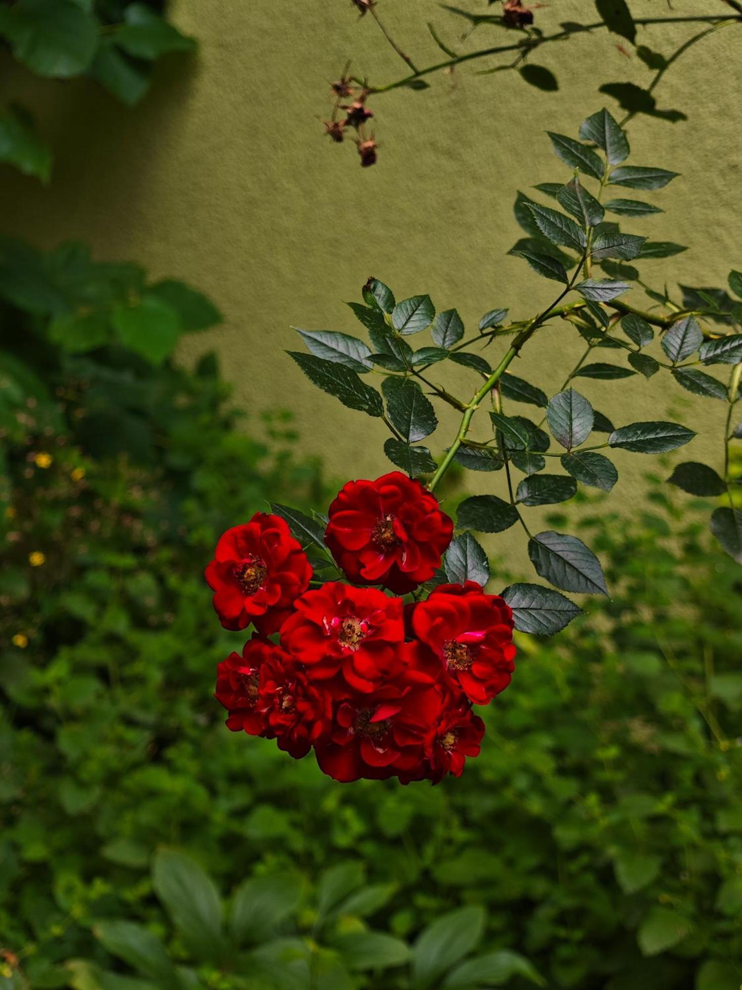 Vintage Room With Garden View Bratislava Exterior photo